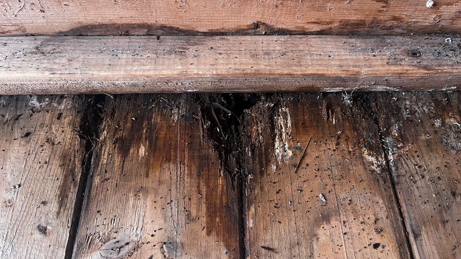 Rotten shed floor boards along the base of a wall, soft and broken where water had sat